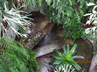 IMG_1137.jpg, 38kB